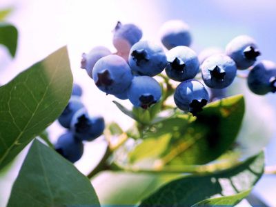 Obst kaufen bei EDEKA Heidrun Hildebrandt in Gartow
